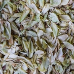 2020-Origan-Feuille-001