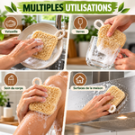 Multiples utilisations de l’éponge naturelle