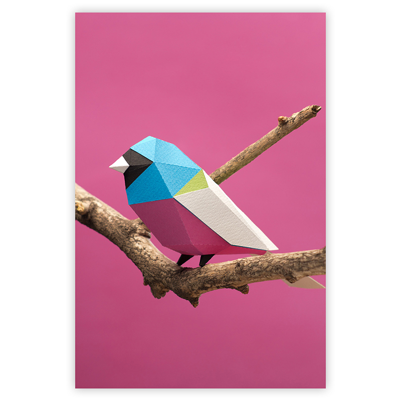 Surucua, oiseau en papier à assembler - Guardabosques