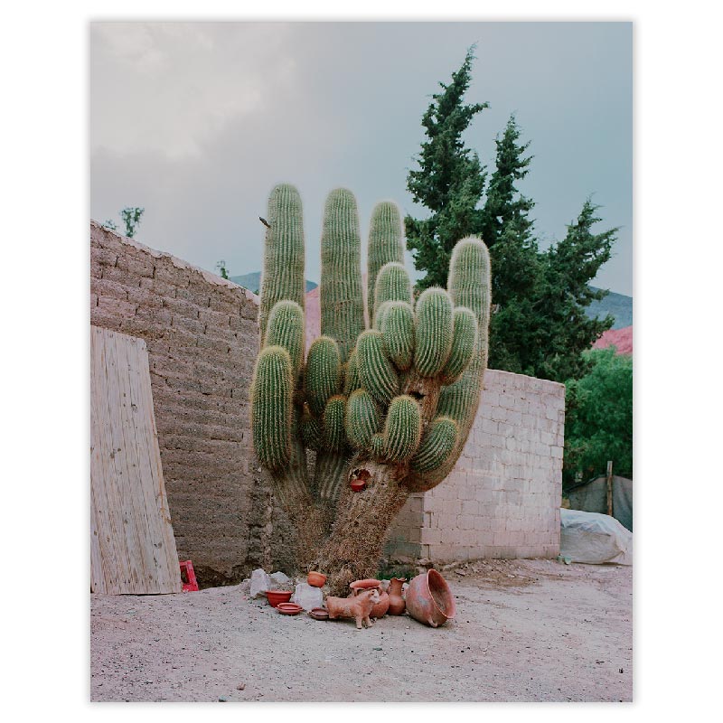 Photographie \'Cactus\', Impression Fine Art - Chino Martinez