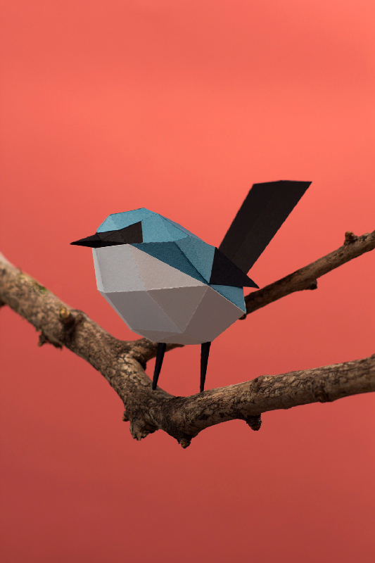 Tacuarita, oiseau en papier à assembler - Guardabosques