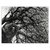 Marco-Chamorro-AYM046-rhizomes-maiwenn-quorum