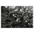 Marco-Chamorro-AYM047-rhizomes-erwan-quorum