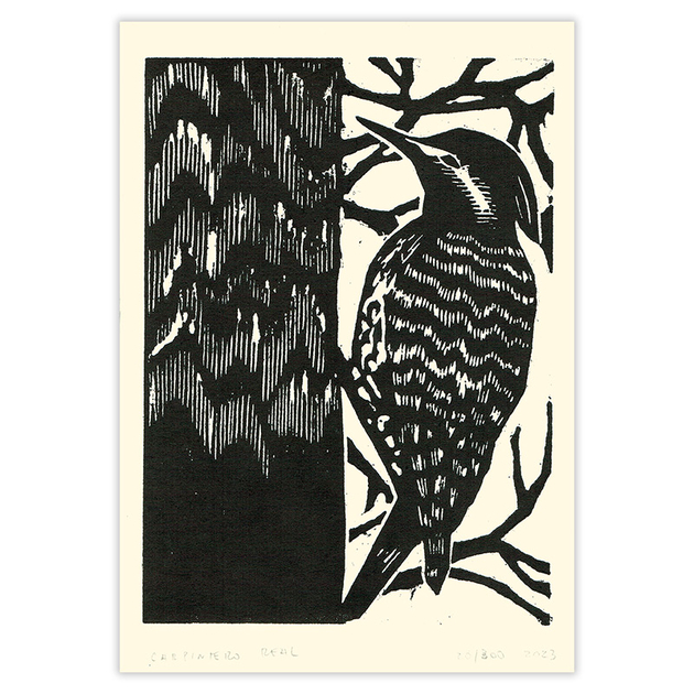 FDE062a--Gravure-Oiseau-Carpintero-Real-Pivert-Fabrica-de-Estampa