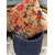 Coussin_birdy_mocaccino_haomy