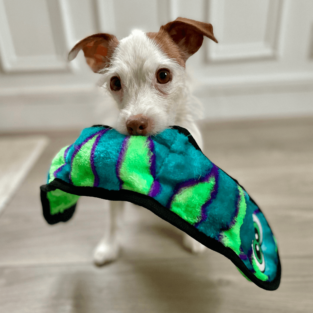 Panier chien plastique : indestructible, chien destructeur