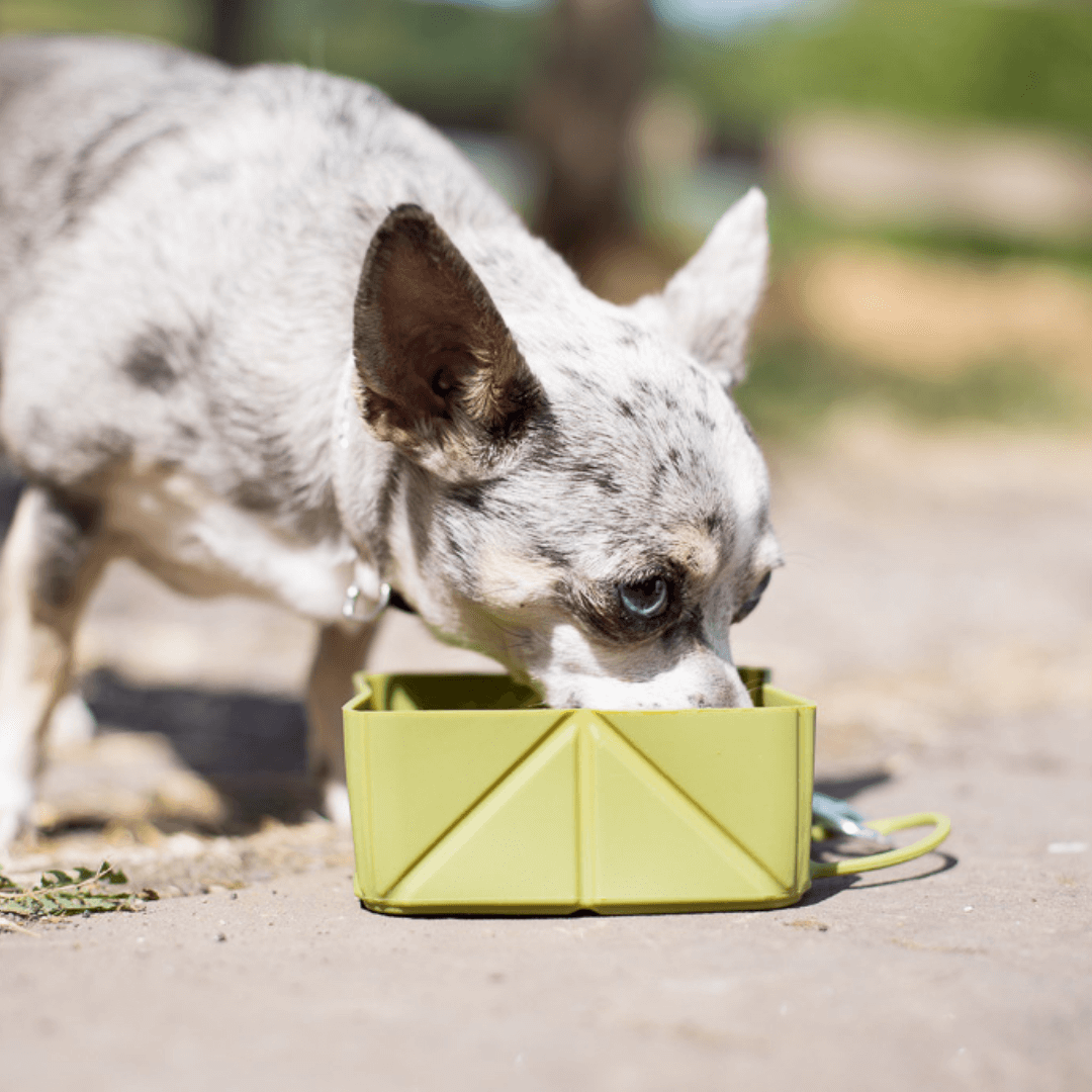 gamelle-pliable-silicone-chien-et-chat-foldabowl