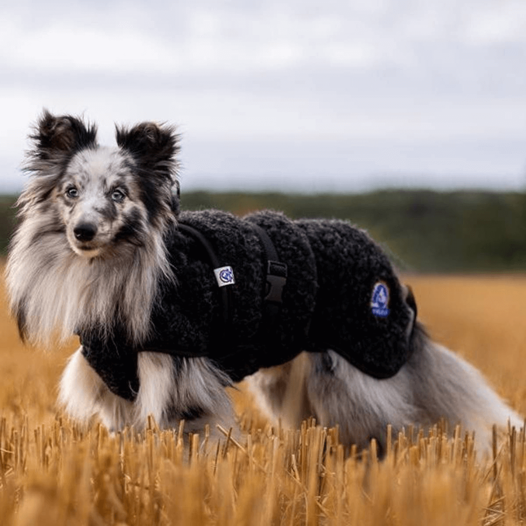 Cintres pour vetements chien - CANISLANA