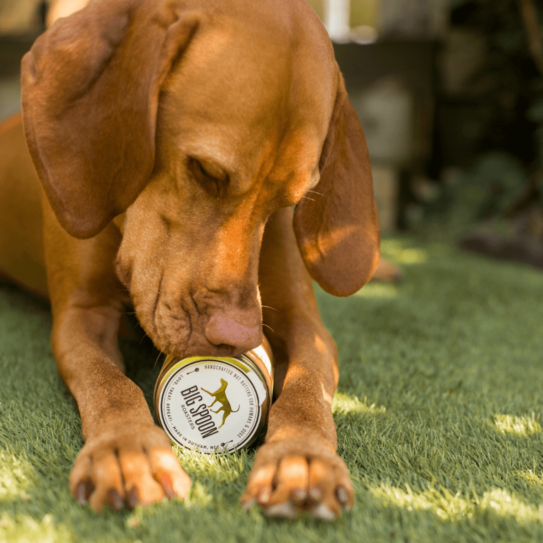 beurre-de-cacahuete-coco-chia-doggyplace