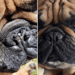 baume-truffe-transformation-chien-dexter-et-mango-doggyplace
