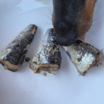 sardine-conserve-canumi-doggyplace