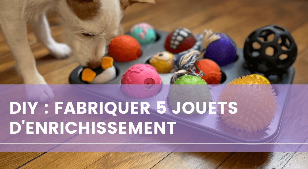 DIY Treat Toys to Keep Your Dog Busy  Jeu chien, Jouet chien, Jeux d  intelligence