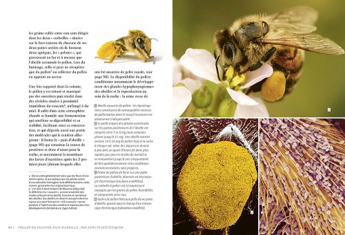 La-sante-par-les-abeilles-Bienfaits-et-limites-de-l-apitherapie-ulmer-3