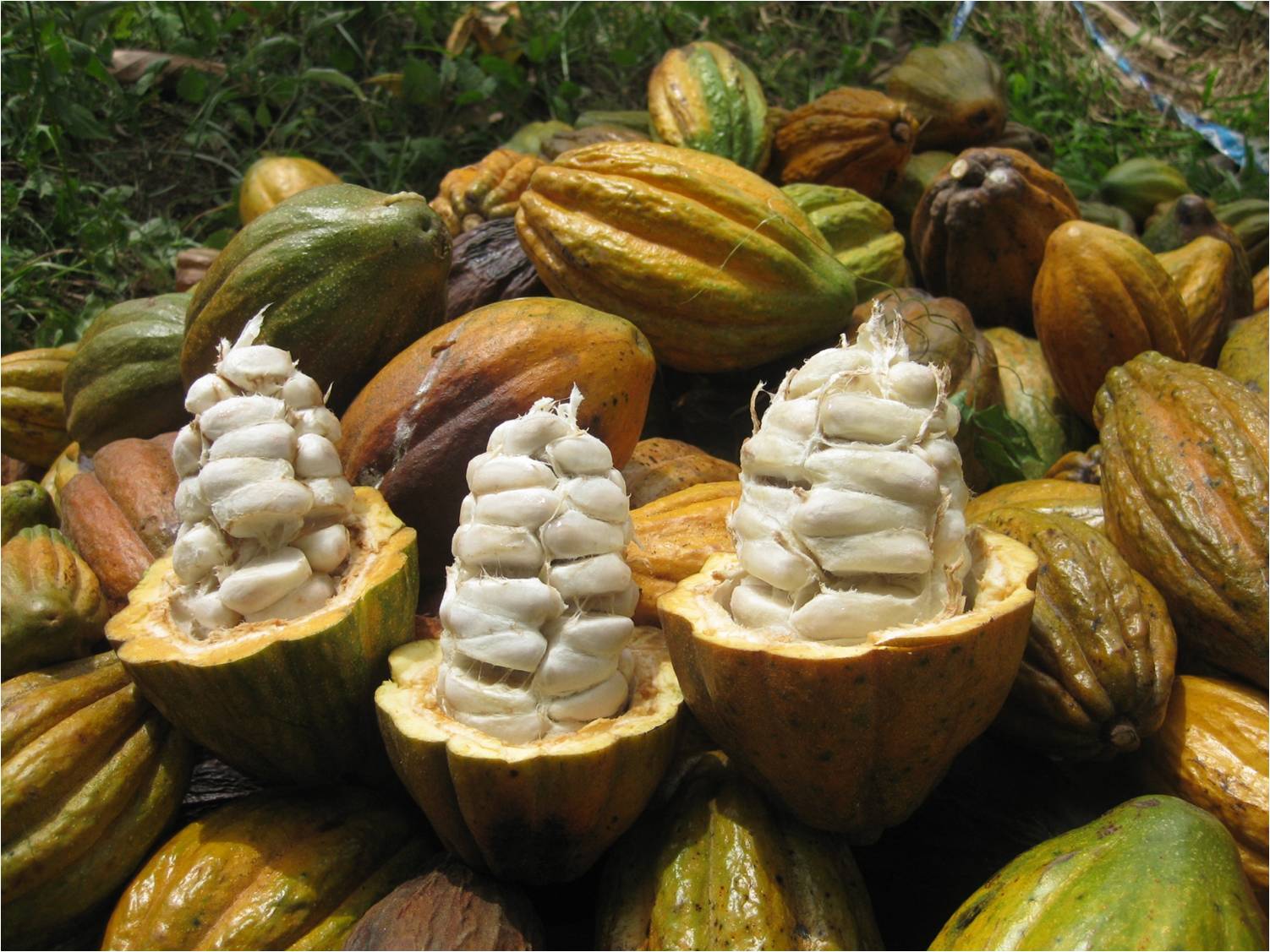 peru grannativoblanco delafeveaupalais1 c silva cacao
