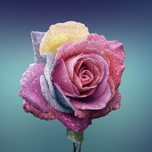 Panneau en polyester imperméable rose mouillée pétales rose, beige et bleu 40x40cm
