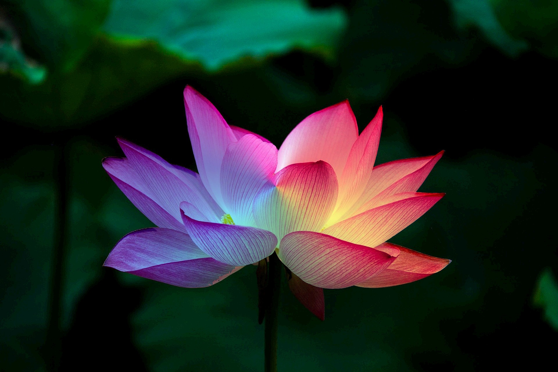 Panneau en polyester imperméable fleur de lotus rose 30x20cm