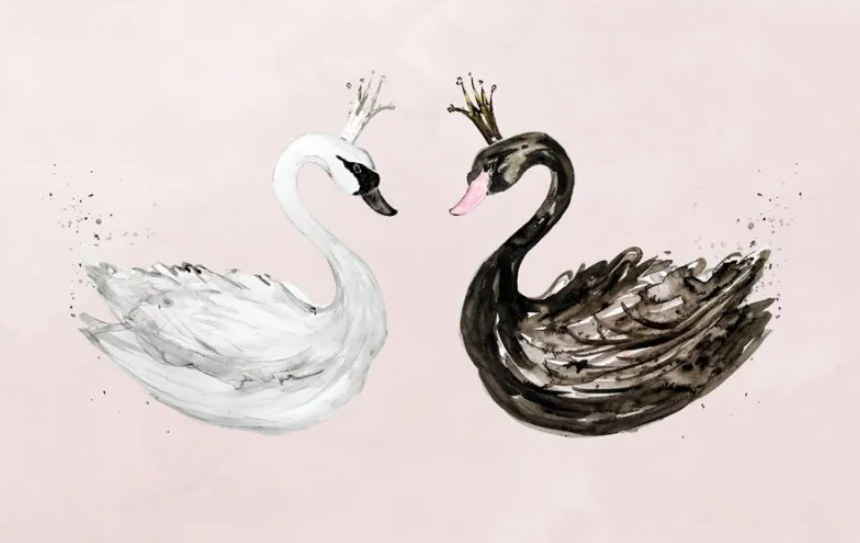 swan