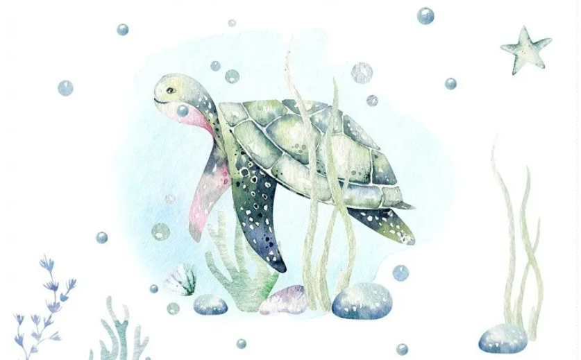 tortue