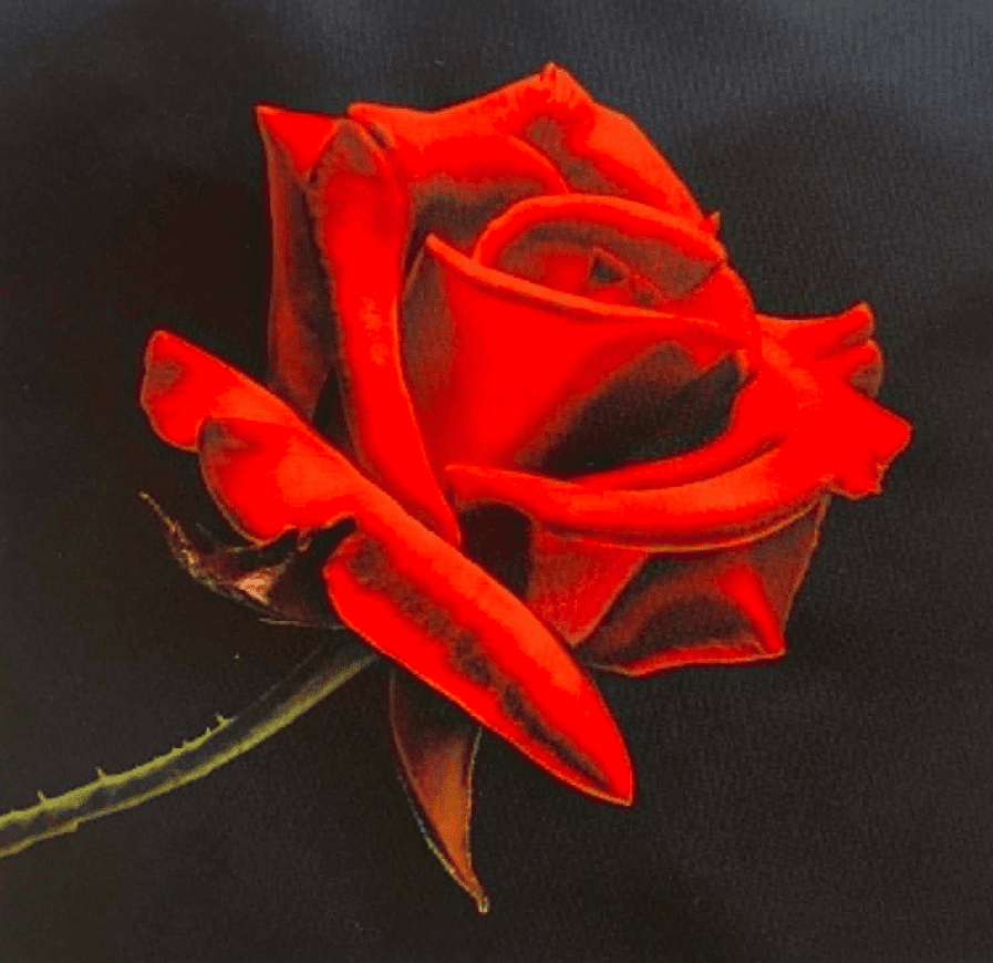 Panneau en polyester impermeable rose rouge 40x40cm