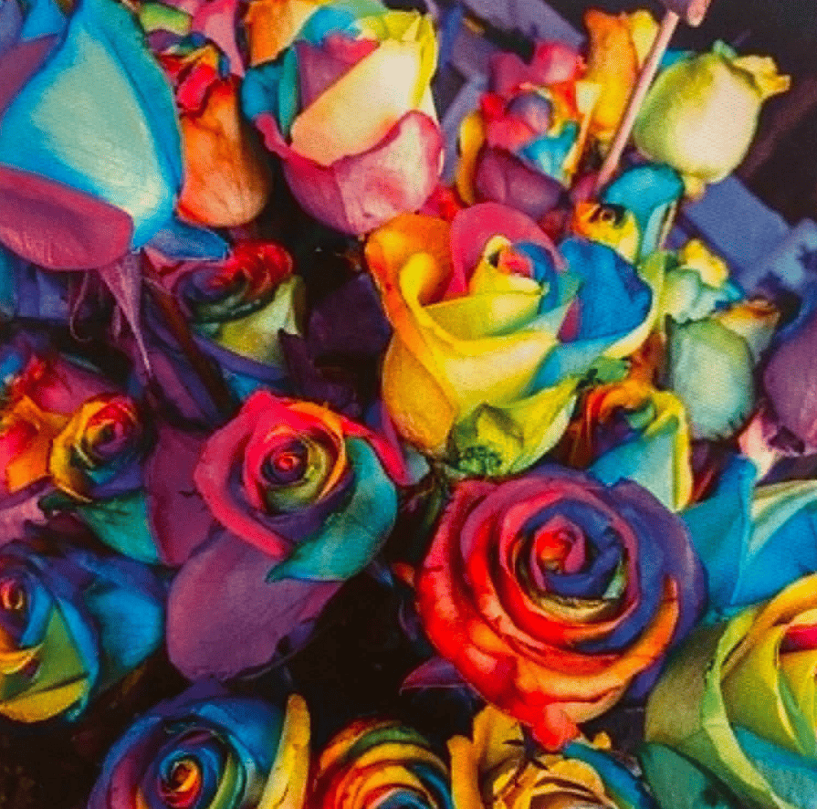 rose multicolore