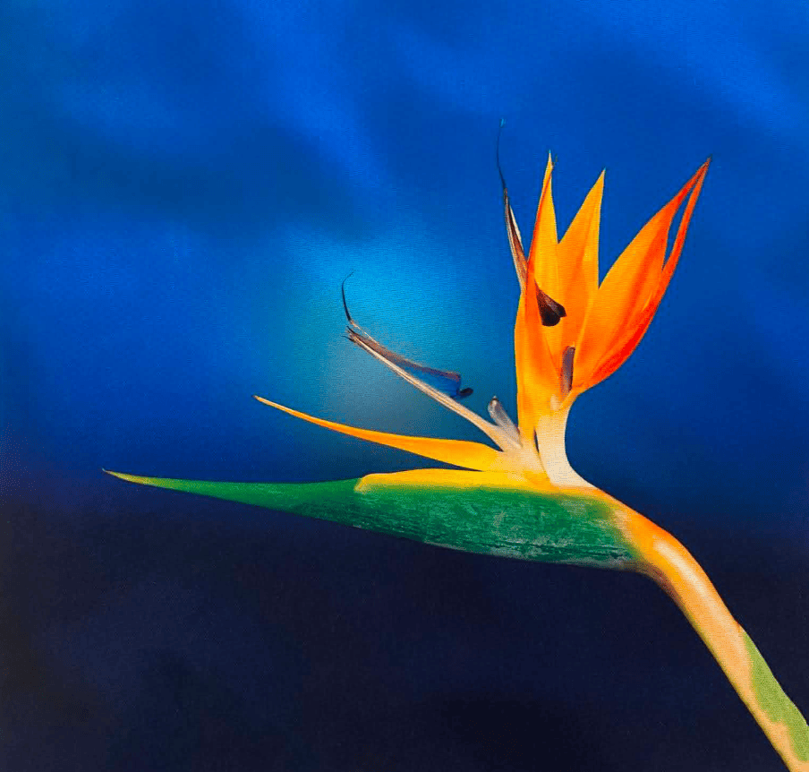 oiseau du paradis