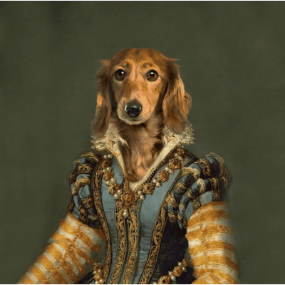 velours dog