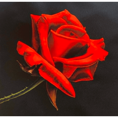 rose rouge fond noir