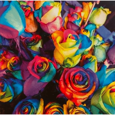 rose multicolore