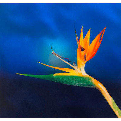 oiseau du paradis