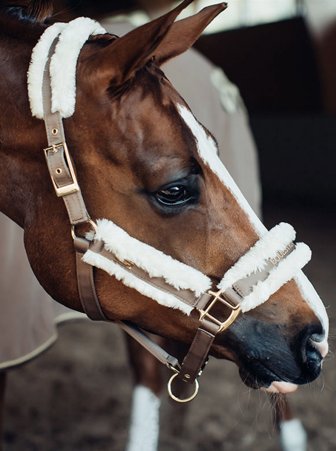 Licol et Longe Argent et Coeurs - Licol cheval - Le Paturon