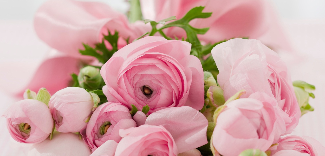 pivoine rose