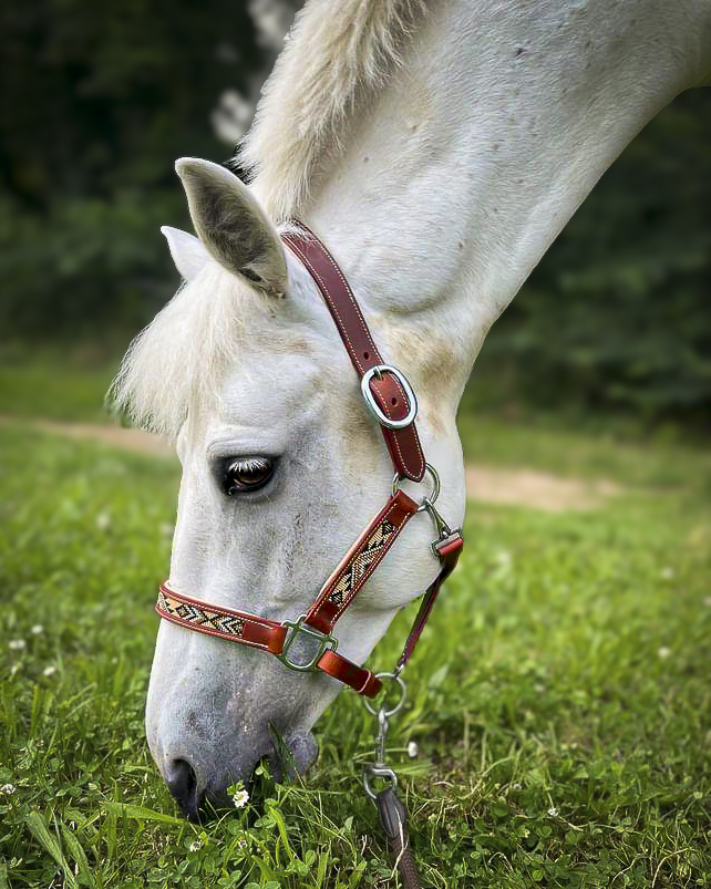 Cheval licol KIONA