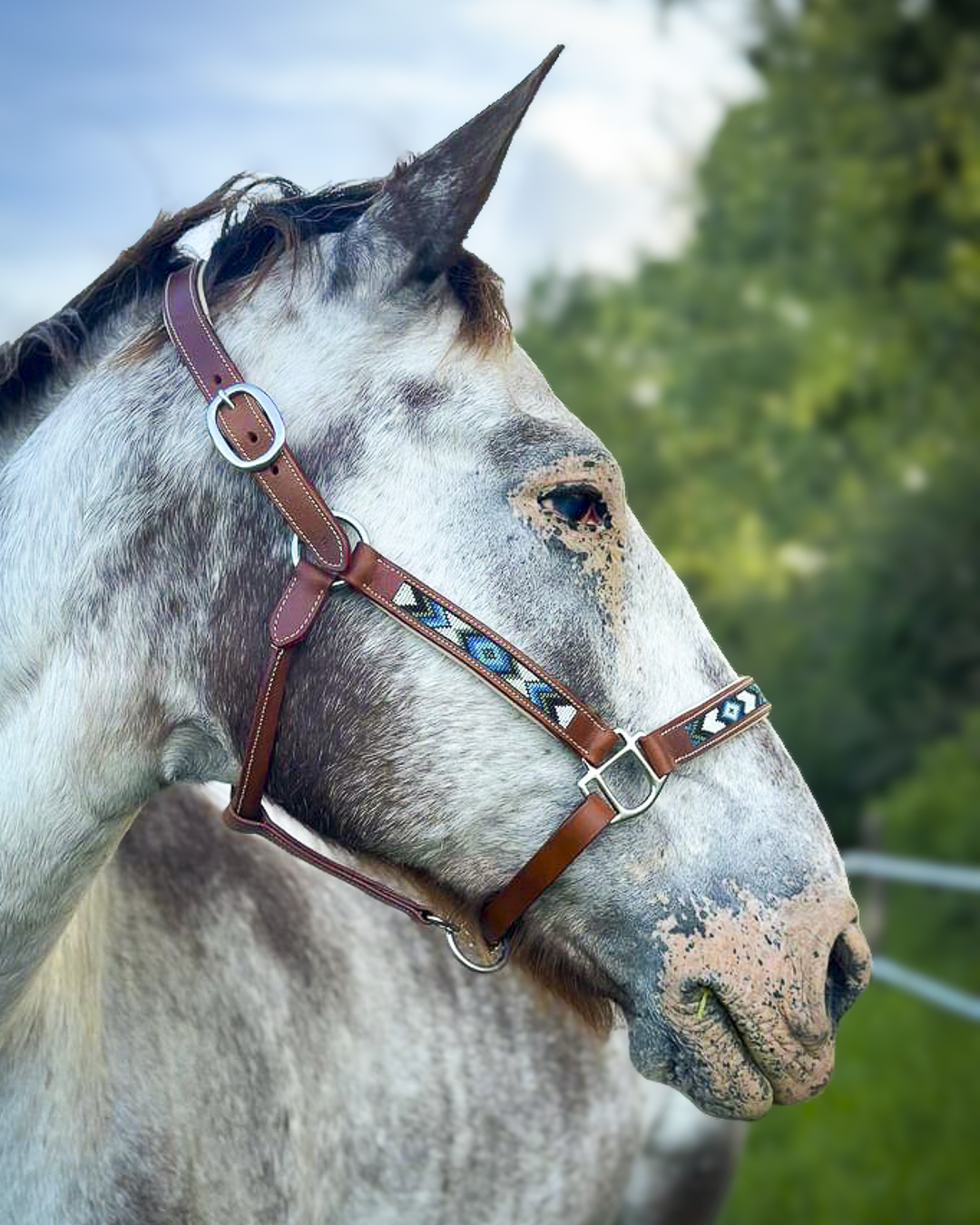 Cheval licol TALLULAH 4