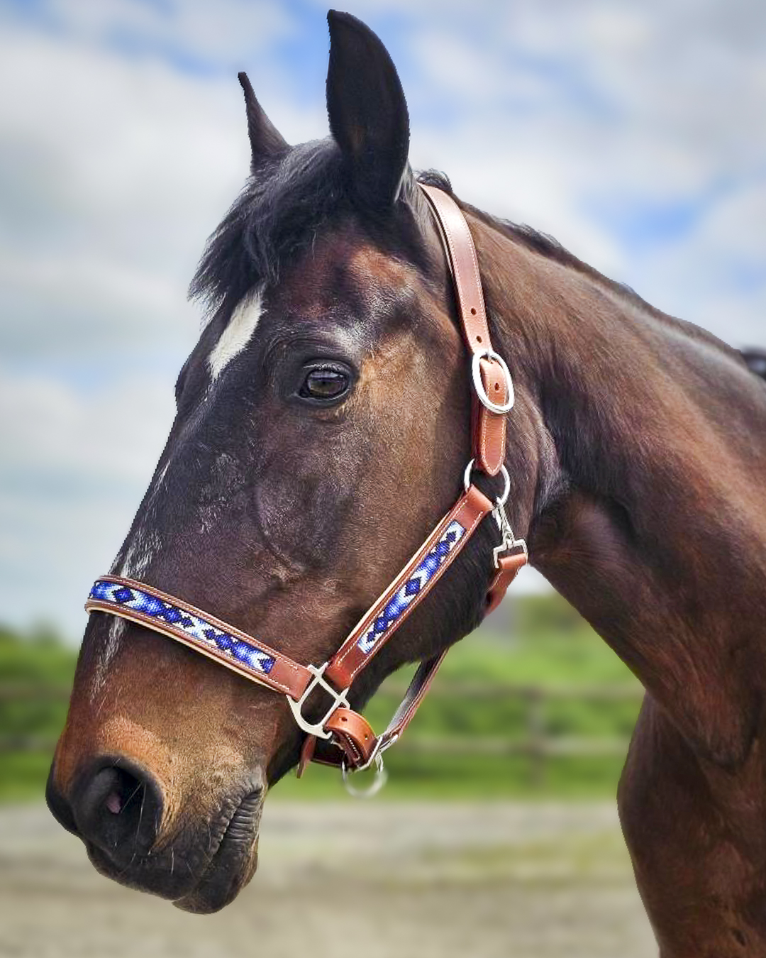 Cheval licol YAHTO