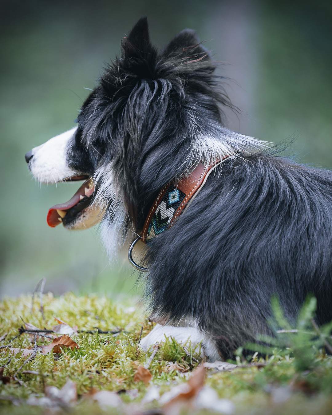 Collier perlé TALLULAH chien