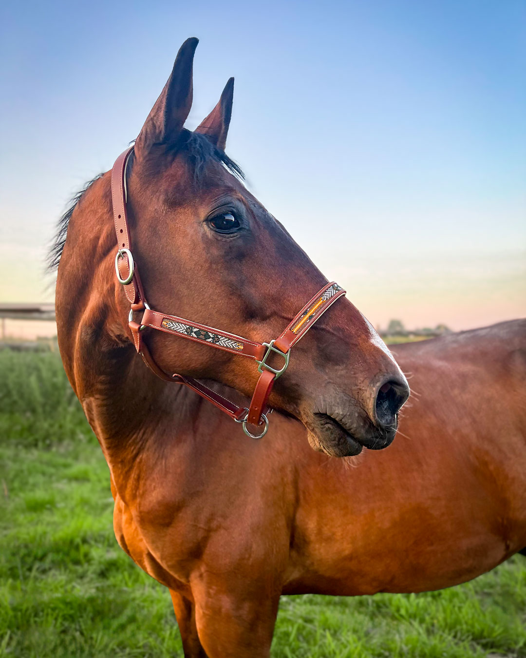 Licol-HATEYA-sur-cheval-2