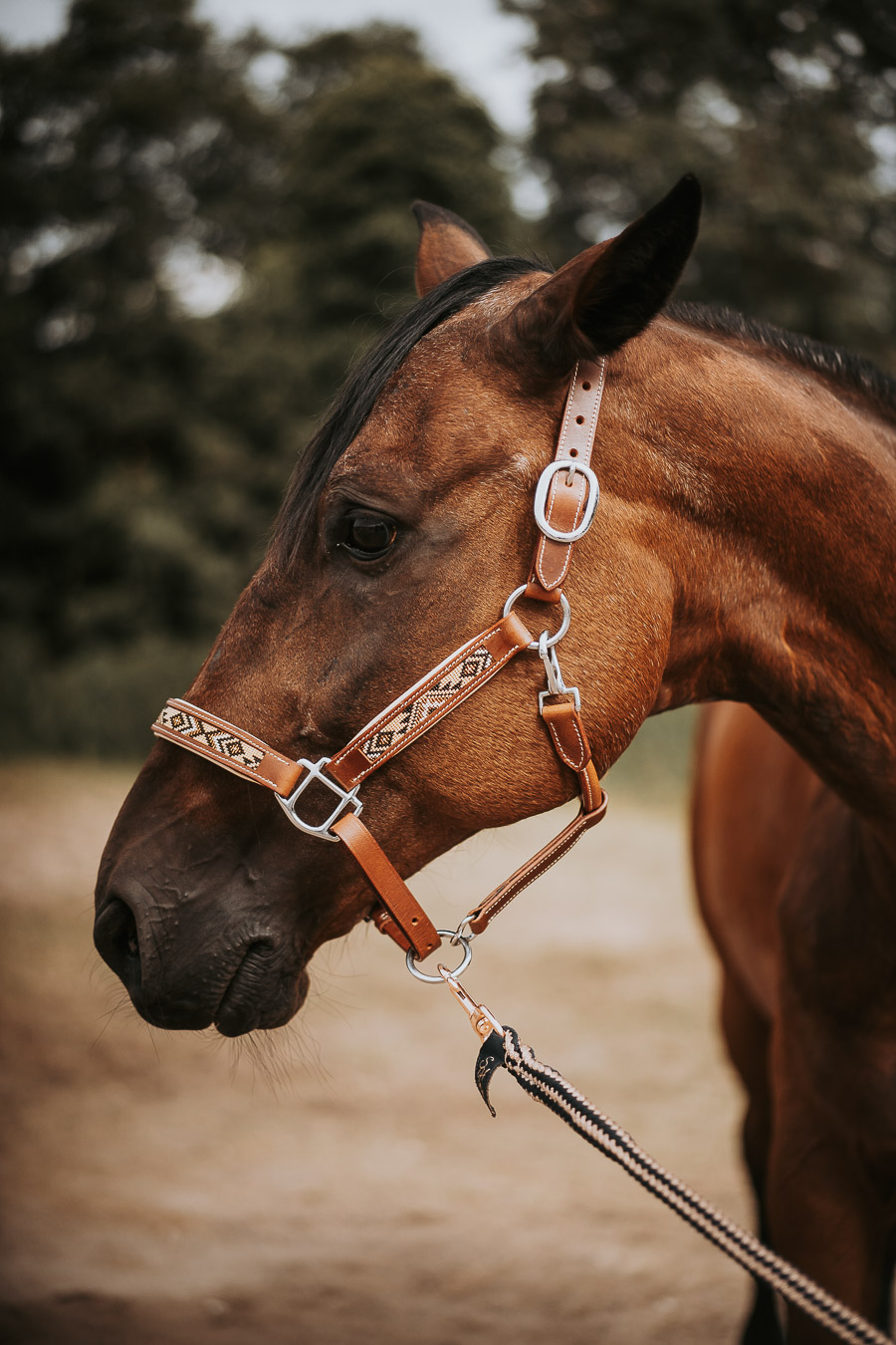 Licol KIONA cheval 3