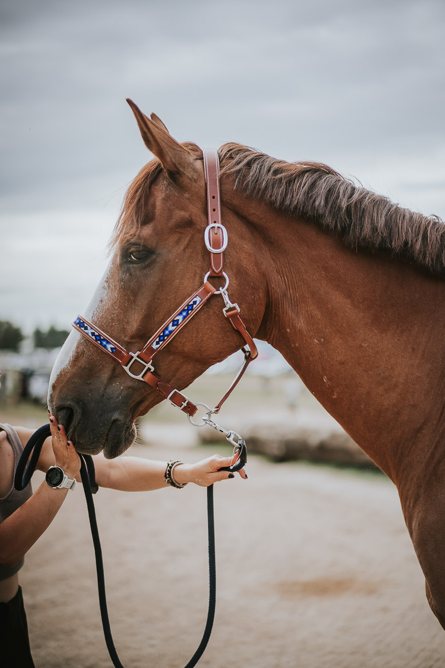 Licol Cheval Cuir - Déstockage Toutes Tailles - Sellerie En Ligne