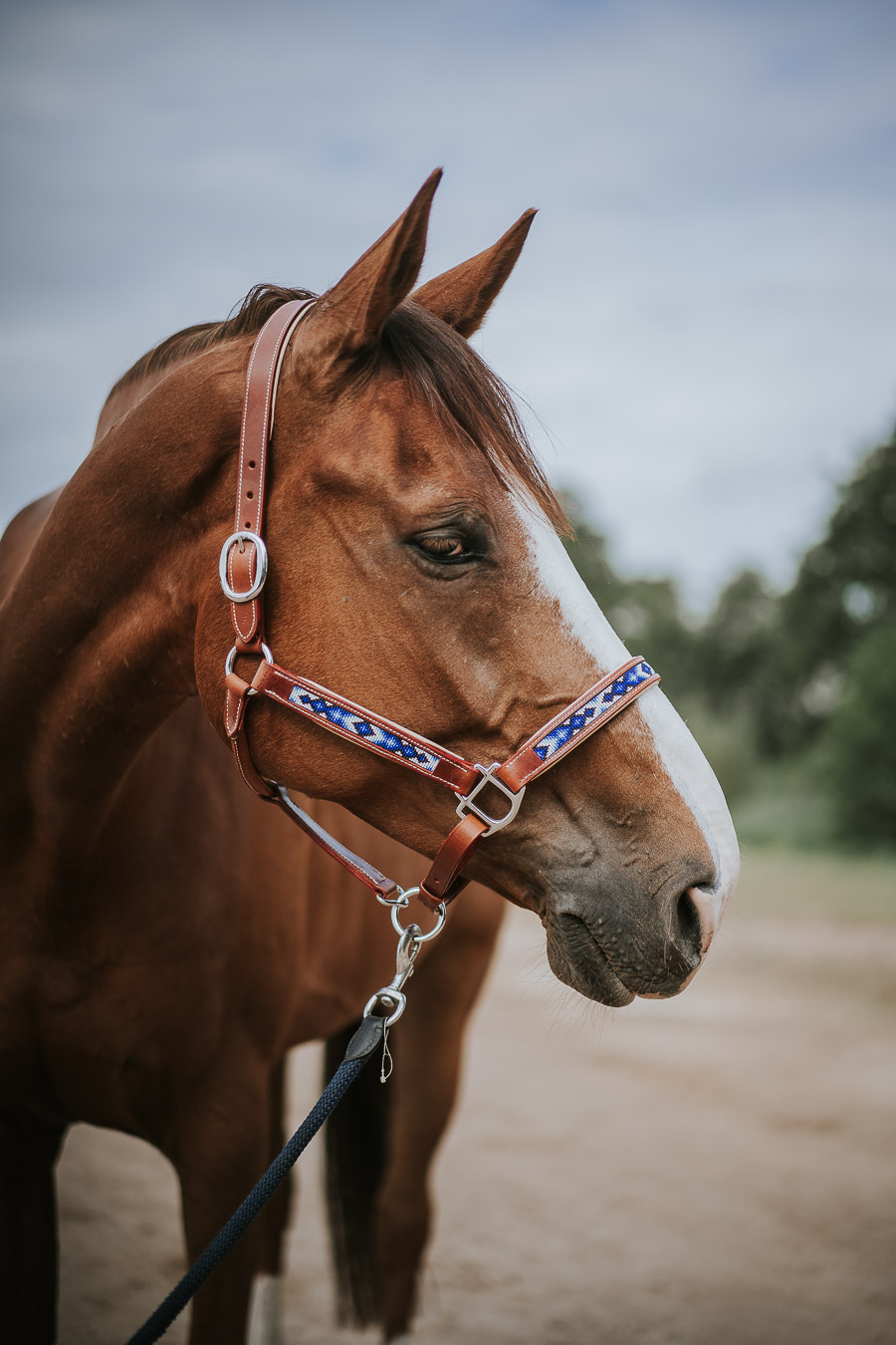 Licol YAHTO cheval 2