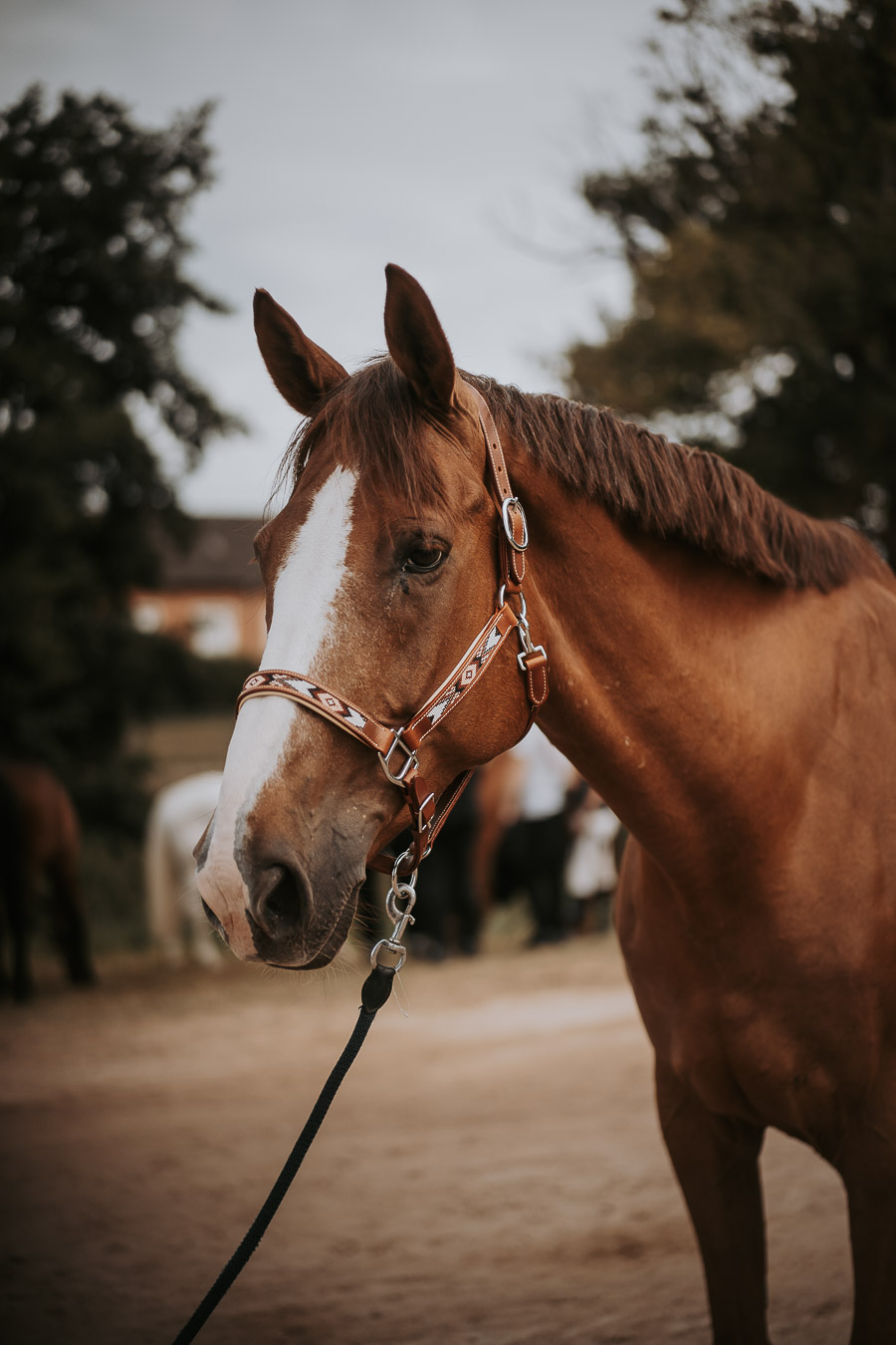 Licol DAKOTA cheval 3