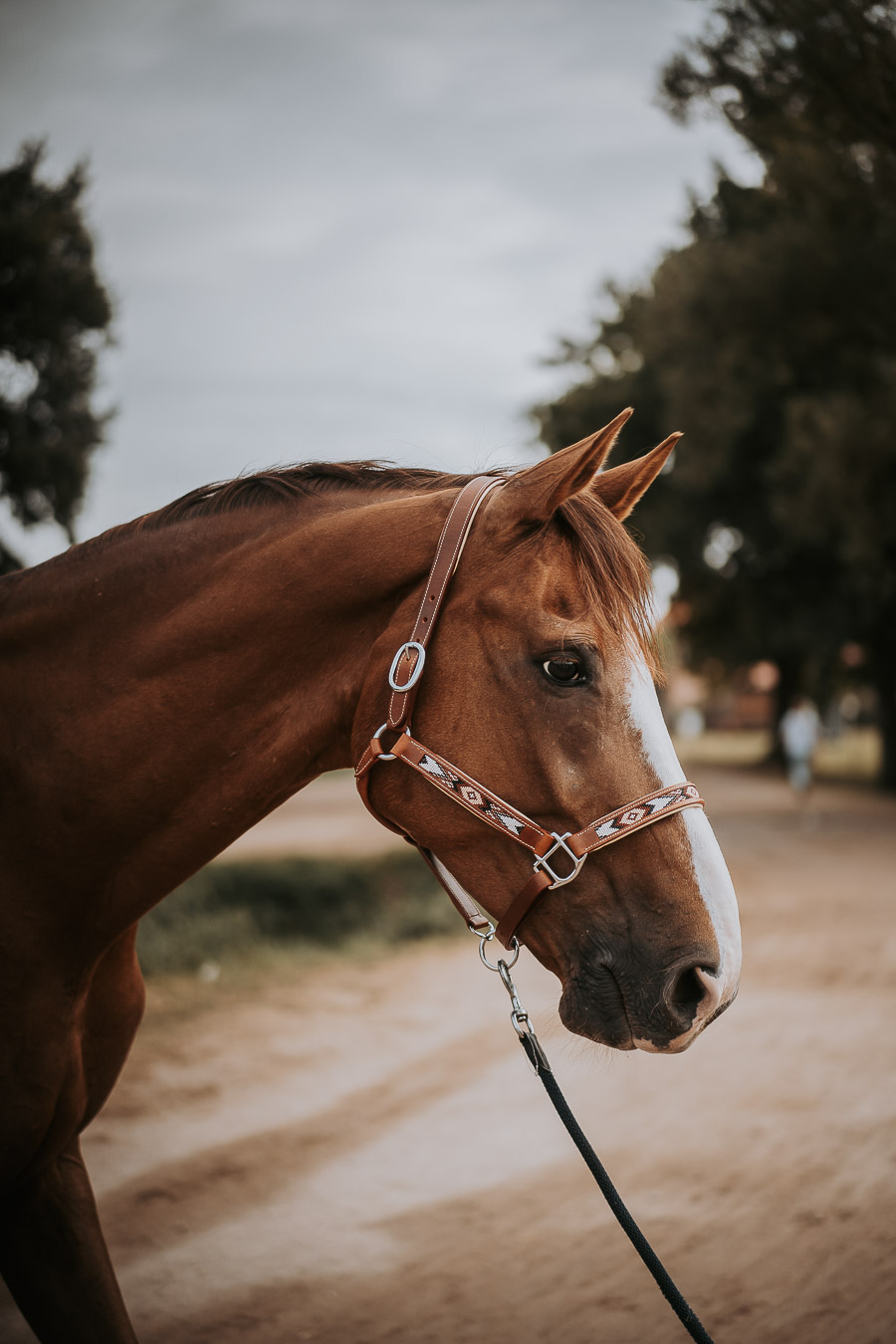 Licol DAKOTA cheval 2