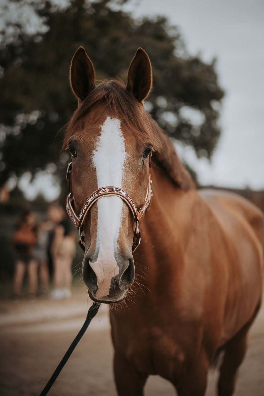 Licol DAKOTA cheval 1