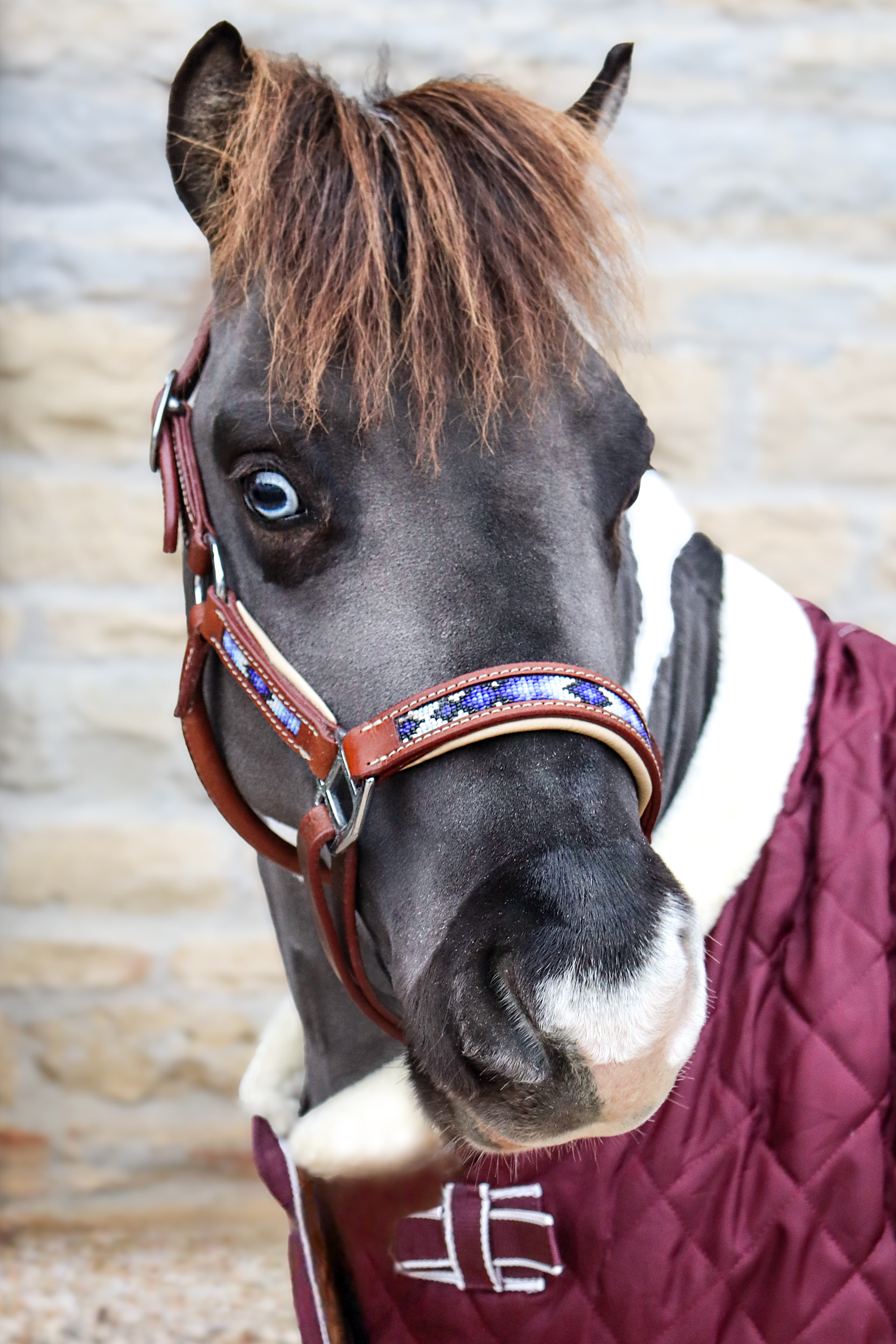 Collier de serrage miniature pour petit poney, harnais pour