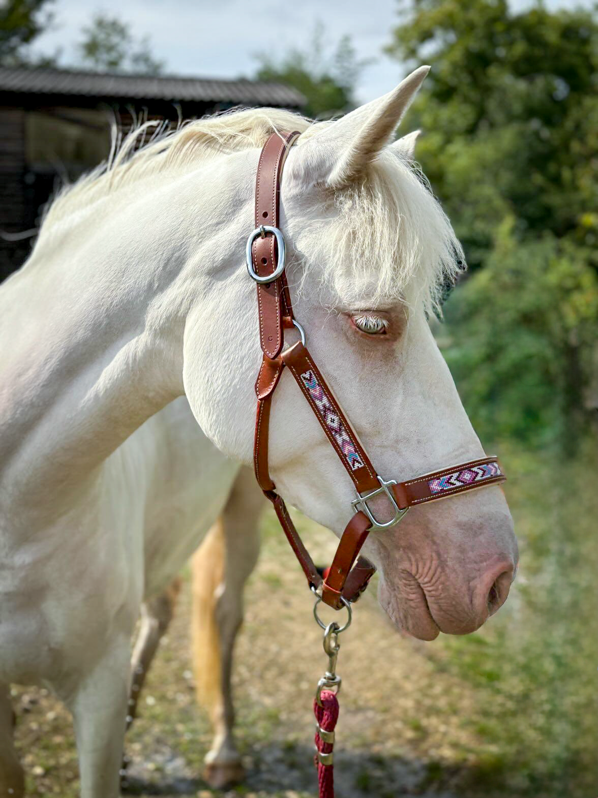 Cheval-blanc-licol-Aponi-2