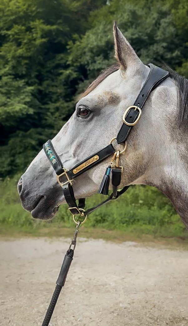 Licol-noir-Sakari-cheval