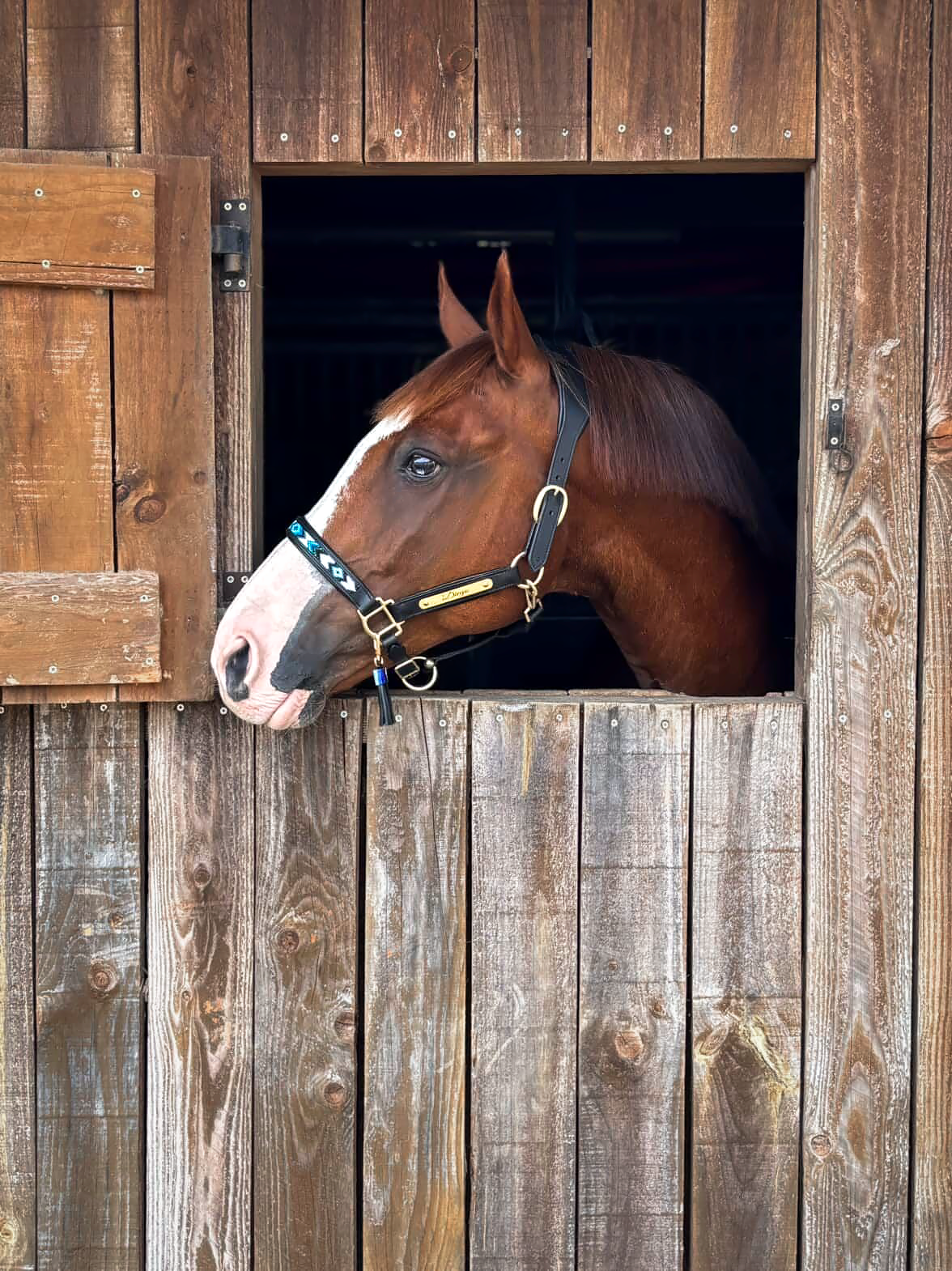 Licol-noir-chevaux-Tallulah