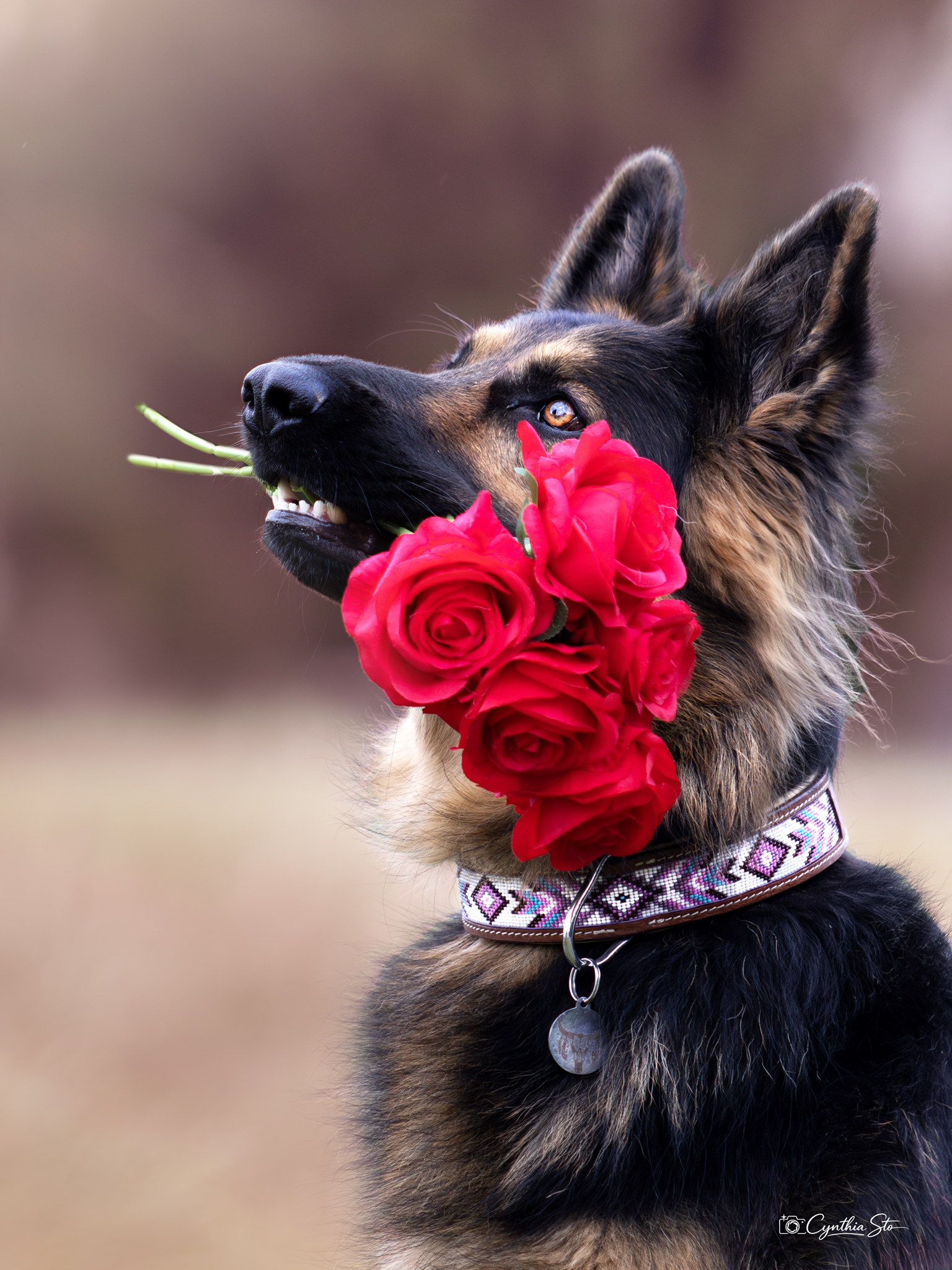 VALENTIN2WEB