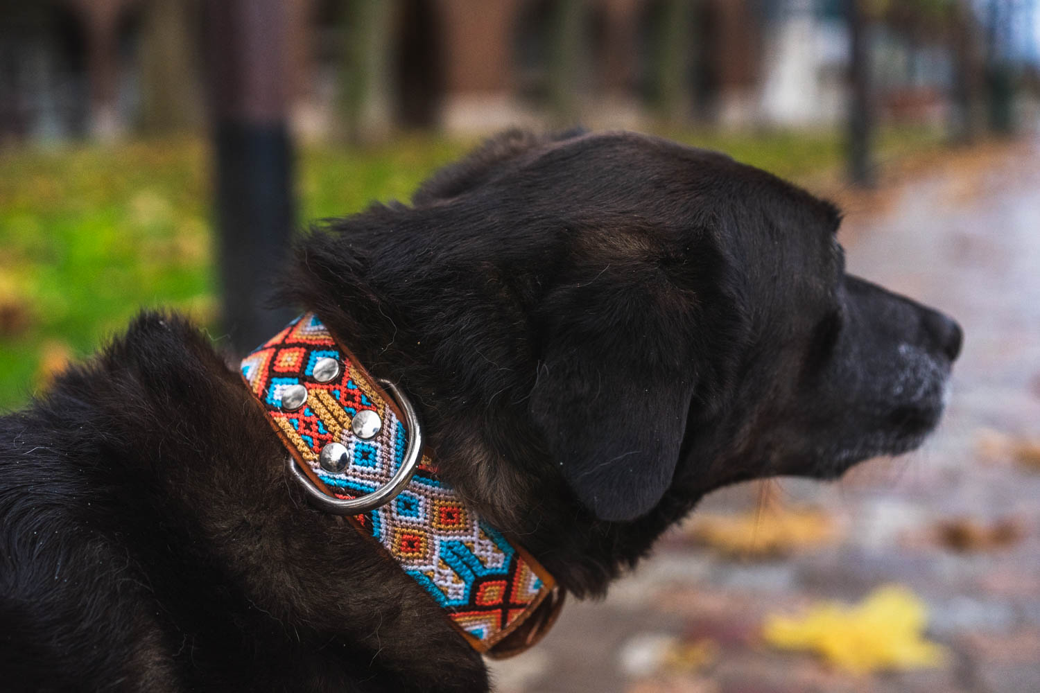 Collier chien Véracruz