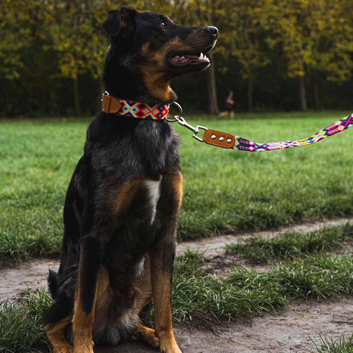 Chien collier Colima 2