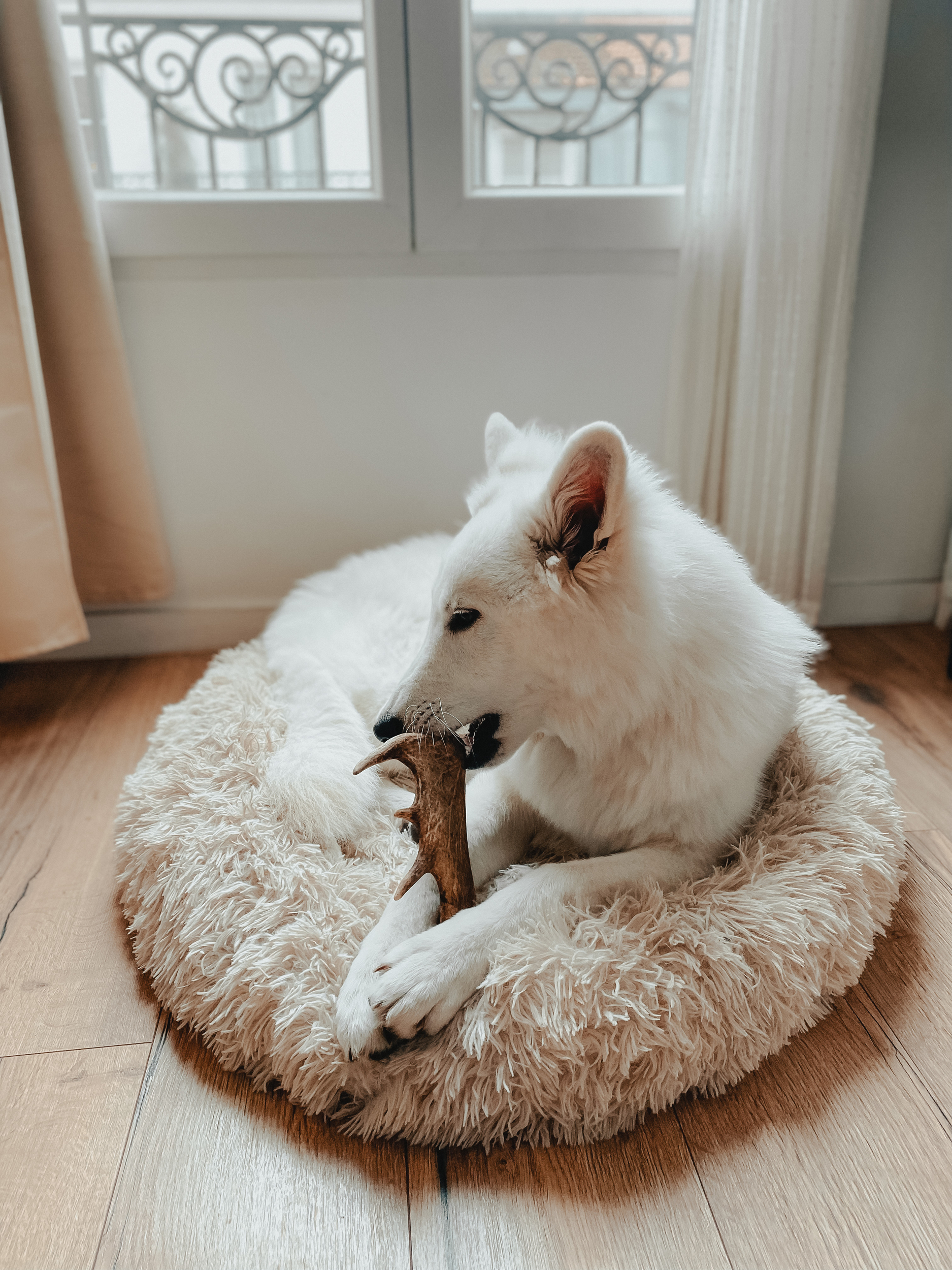 tonka et son bois de daim